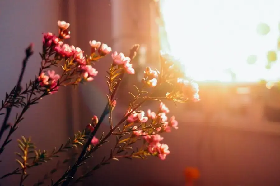 Thanh liễu là giống cây ưa ánh sáng nhẹ.