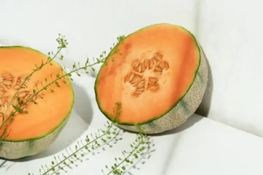 Một số loại dưa lưới hiện nay
