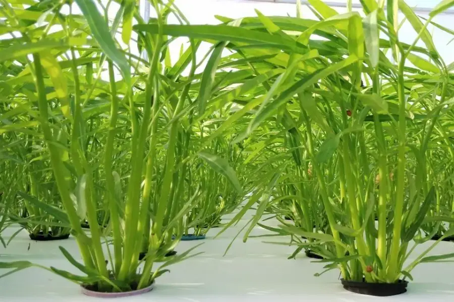 Thường xuyên kiểm tra rau muống xem có vấn đề gì không