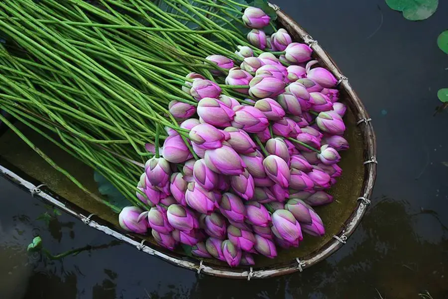 Ngâm sen trong nước đá để giữ độ tươi lâu.
