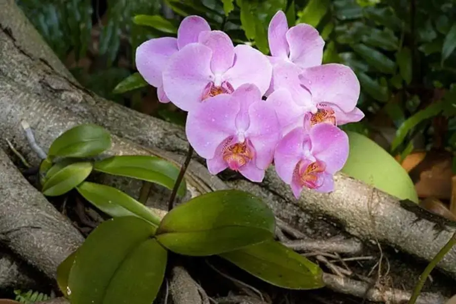 Hoa của cây lan thường tàn sau khi nở 3 tháng.