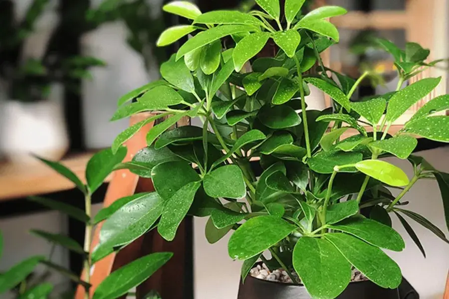 Cây ngũ gia bì trồng trước cửa nhà mang ý nghĩa bình an.