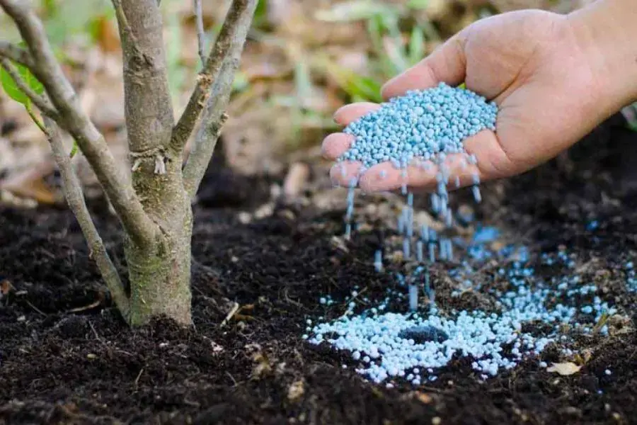 Bón bổ sung phân định kỳ cho thanh liễu ra hoa đều và đẹp.