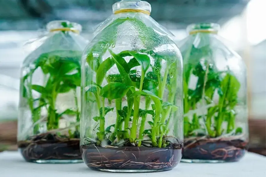 Nhân giống chuối đúng cách để cây cho năng suất cao.