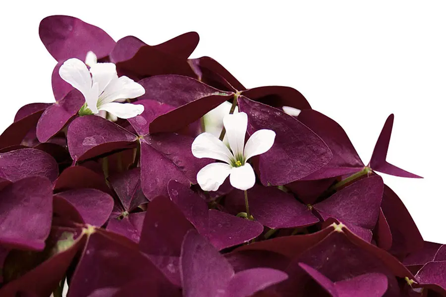 Cây hoa bướm đêm với nét đẹp tinh tế.