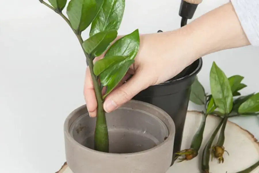 Nhân giống cây kim tiền bằng phương pháp giâm cành rất được ưa chuộng