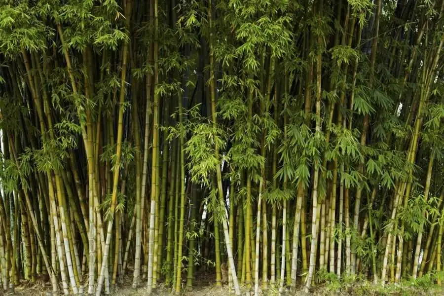 Cây tre là một biểu tượng cho sự bất khuất, nghị lực của con người Việt