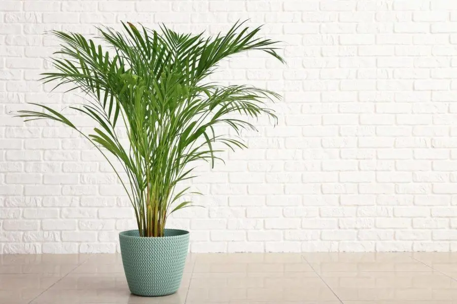 Cây cọ lá tre phù hợp trong trang trí nhà cửa.