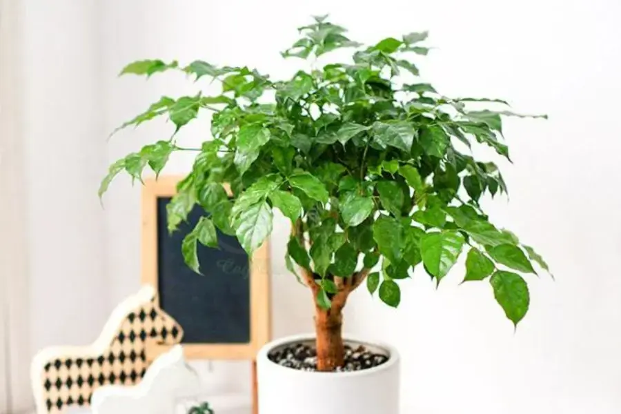 Hạnh phúc có nguồn gốc từ Trung Quốc.