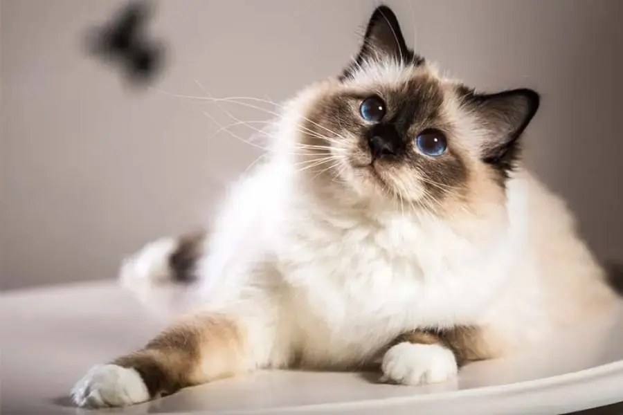 Mèo Miến điện có giao diện gần như giống với mèo Xiêm.