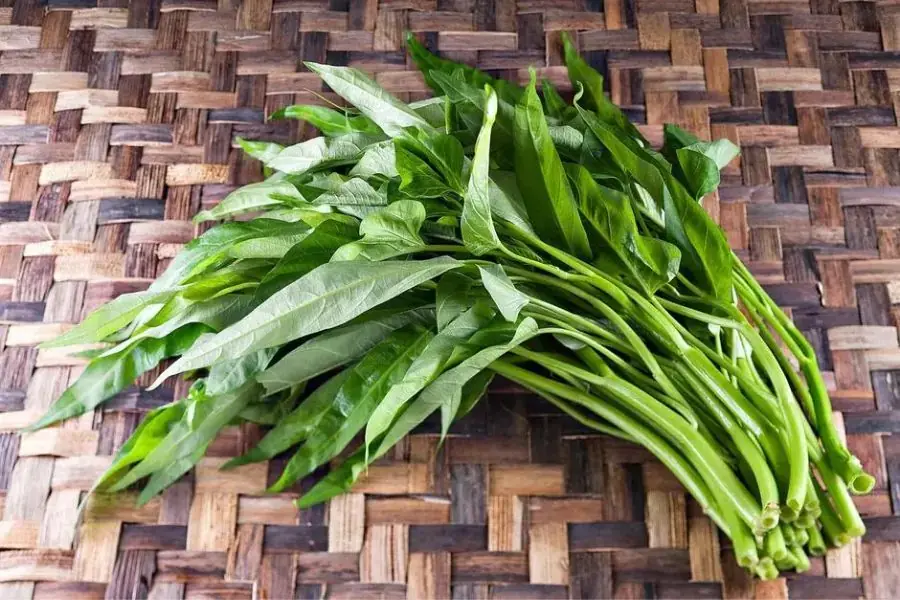 Bạn có thể thu hoạch rau muống sau 4-6 tuần trồng