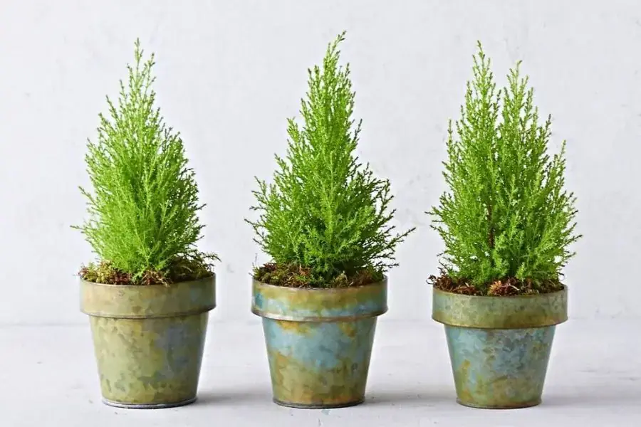 Giống cây Tùng Thơm được trồng phổ biến tại châu Âu.