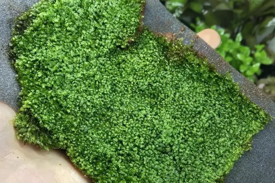 Rêu thủy sinh MiniFiss được nhiều người lựa chọn để trồng.