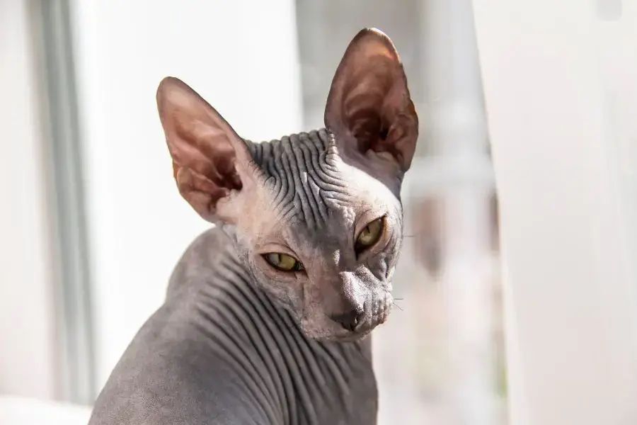 Sphynx cần sống trong một không gian thoải mái, thoáng mát.