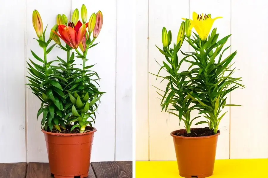 Chậu hoa ly trưng trước nhà trong các dịp đặc biệt.