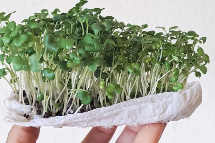 Trồng rau mầm bằng giấy ăn.
