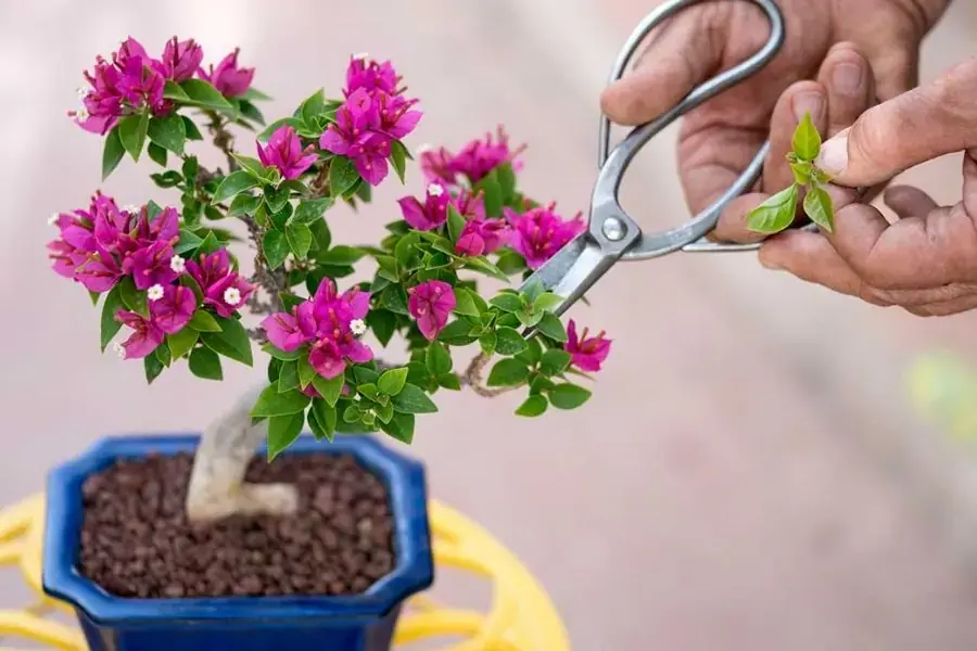Cắt tỉa định kỳ trong quá trình trồng hoa Giấy trong chậu