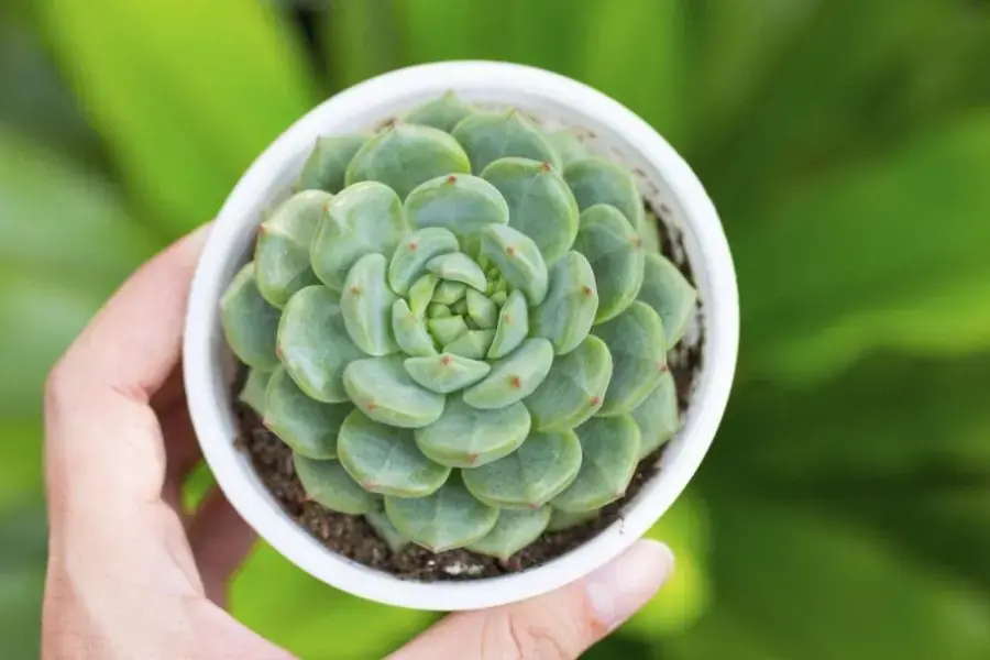 Người mệnh Mộc nên trồng sen đá có màu xanh lá