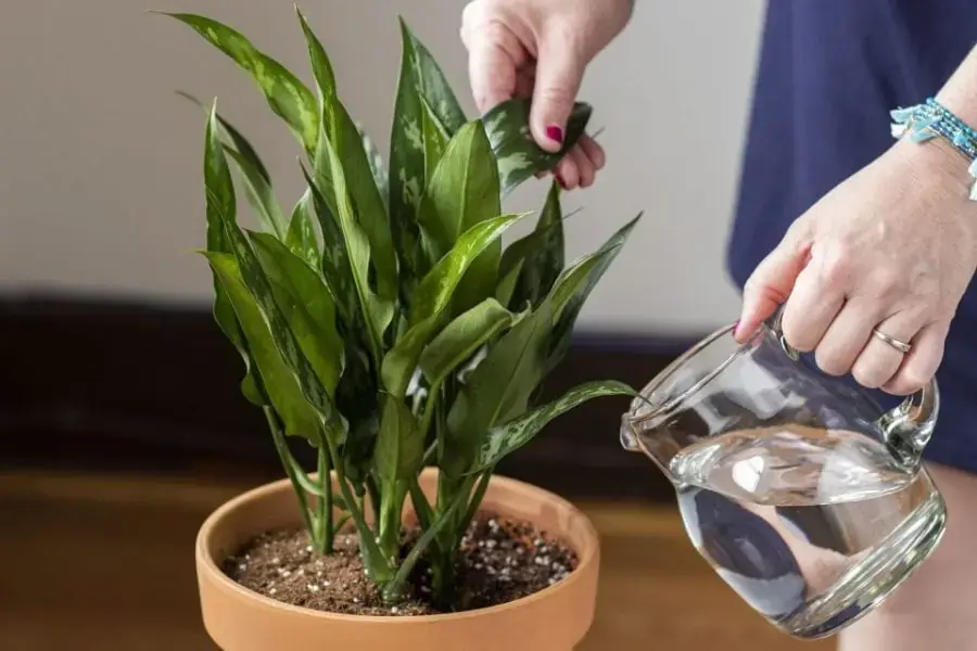 Tưới nước với 1 lượng vừa đủ để tránh cây ngập úng rồi chết