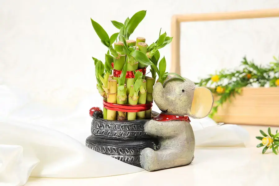 Cây phát lộc với chiếc chậu xinh xắn và độc đáo.