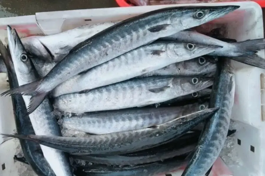 Cá nhồng thường có trọng lượng trung bình khoảng 1kg/con