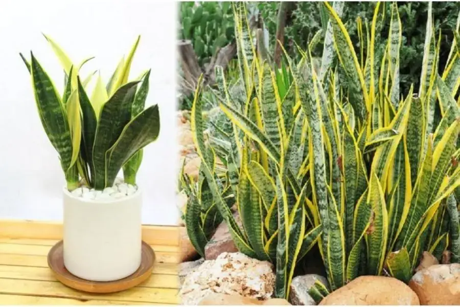 Thêm cây xanh trong phòng để tạo độ ẩm trong phòng máy lạnh