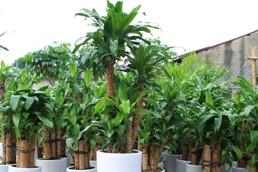 Thiết mộc lan là một lựa chọn để tham khảo