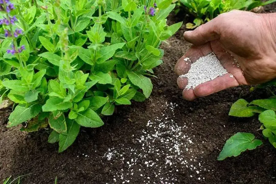 Bổ sung dinh dưỡng cho cây cẩm tú cầu từ phân bón.