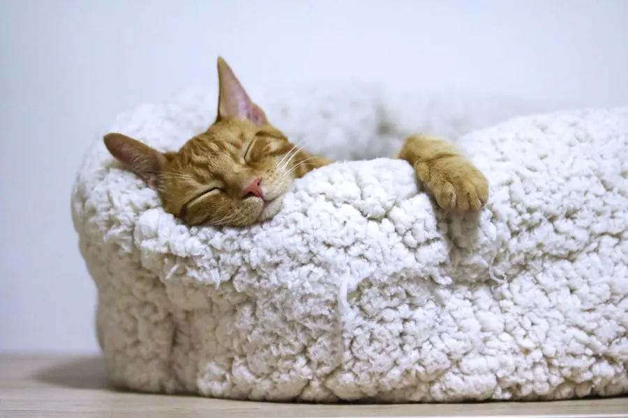 Cần một không gian yên tĩnh để đảm bảo sự an toàn và thoải mái khi mèo mang thai.