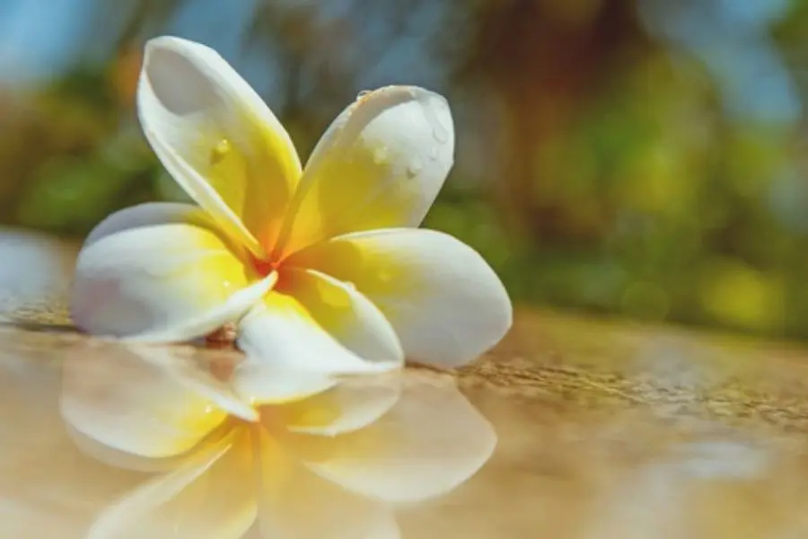 Hoa sứ cũng không được ưa chuộng để chưng trên bàn thờ ngày Tết.
