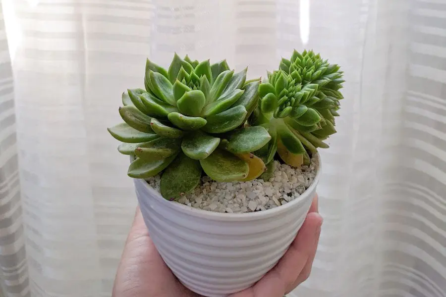 Sen đá rất dễ trồng, ít tốn công chăm sóc nên rất được ưa chuộng.