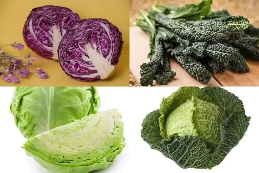Bắp cải có nhiều loại khác nhau