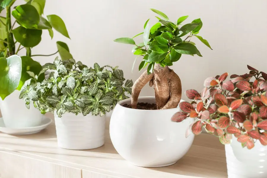 Cây Cẩm Nhung giúp lọc bớt ánh sáng xanh gây hại cho mắt từ thiết bị điện tử.