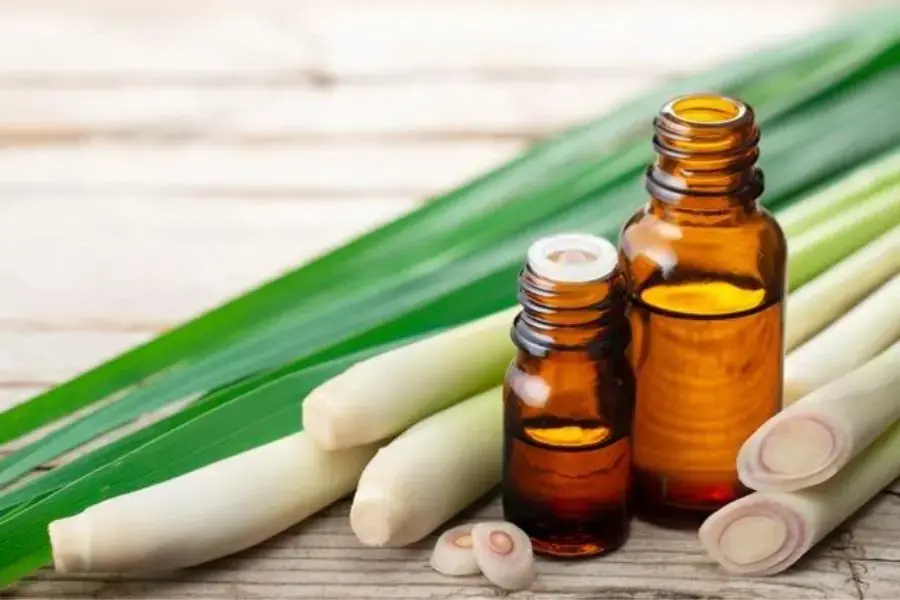 Tinh dầu sả chanh là loại tinh dầu có mùi dễ chịu nhất