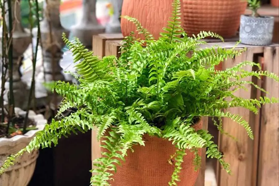 Dương xỉ được lựa chọn trồng nhiều ở khuôn viên vườn nhà.