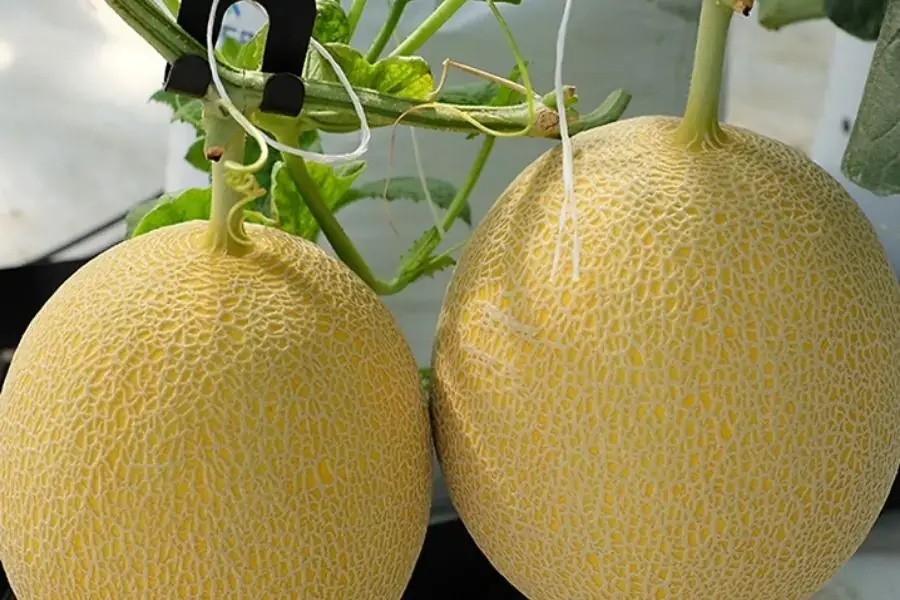 Dưa lưới Hoàng Kim