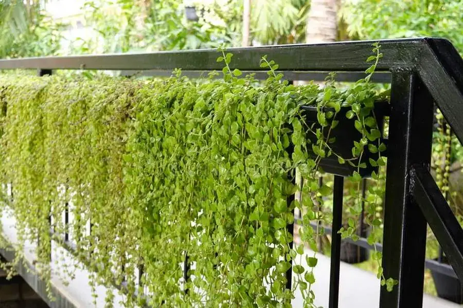 Cây cầu thảo phát triển ở nhiều loại đất khác nhau