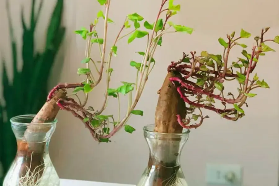 Cây khoai lang trồng trong nước mang vẻ đẹp độc đáo mới lạ.