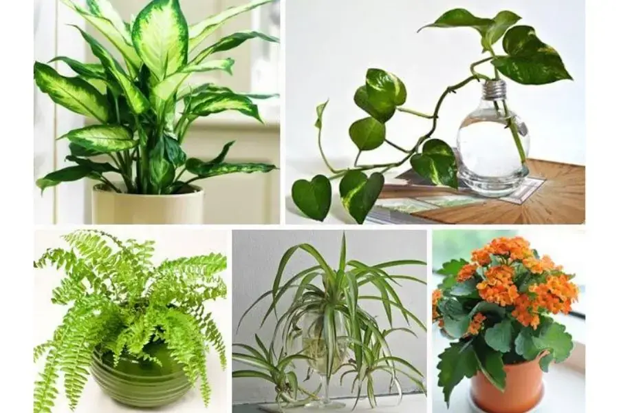 Trồng nhiều cây xanh để không khí thoáng mát hơn