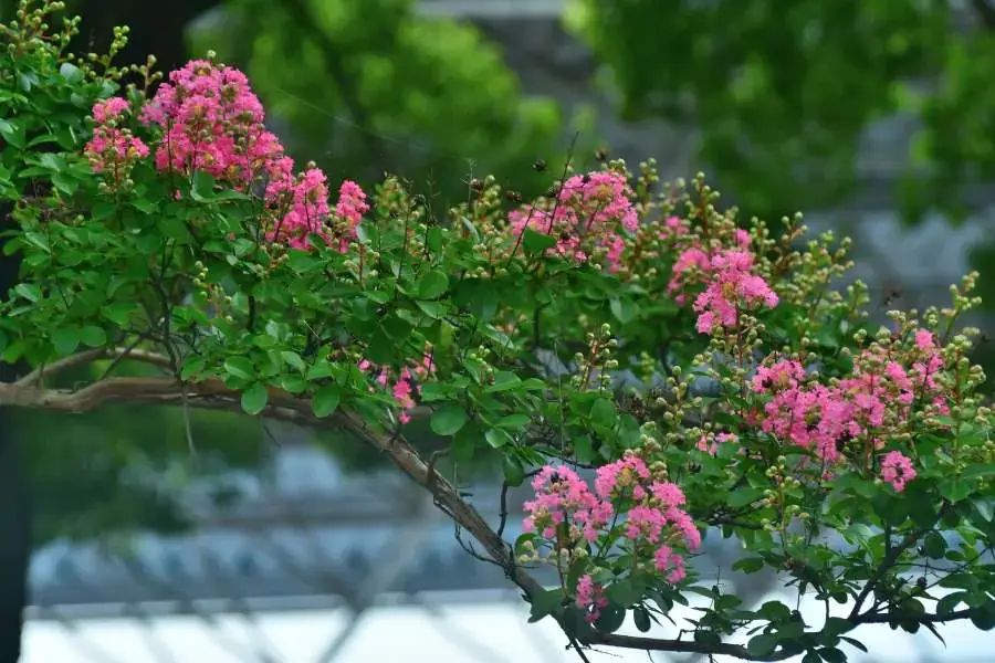 Những cành hoa Tường Vi đẹp mắt và thu hút ánh nhìn.