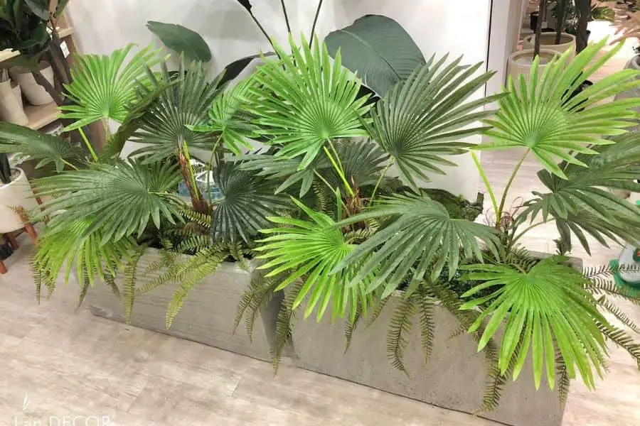 Cọ cảnh thanh lọc không khí hiệu quả.