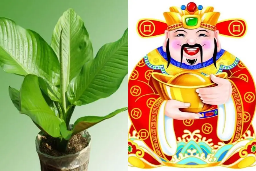 Loài cây này có ý nghĩa mang lại tiền tài, phúc lộc cho gia chủ.