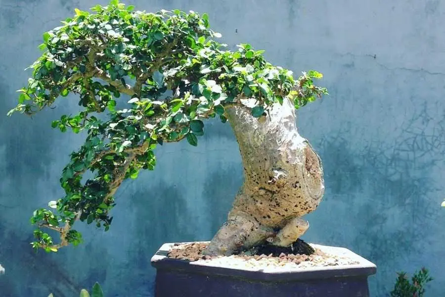 Cây duối có tên khoa học là Streblus asper.