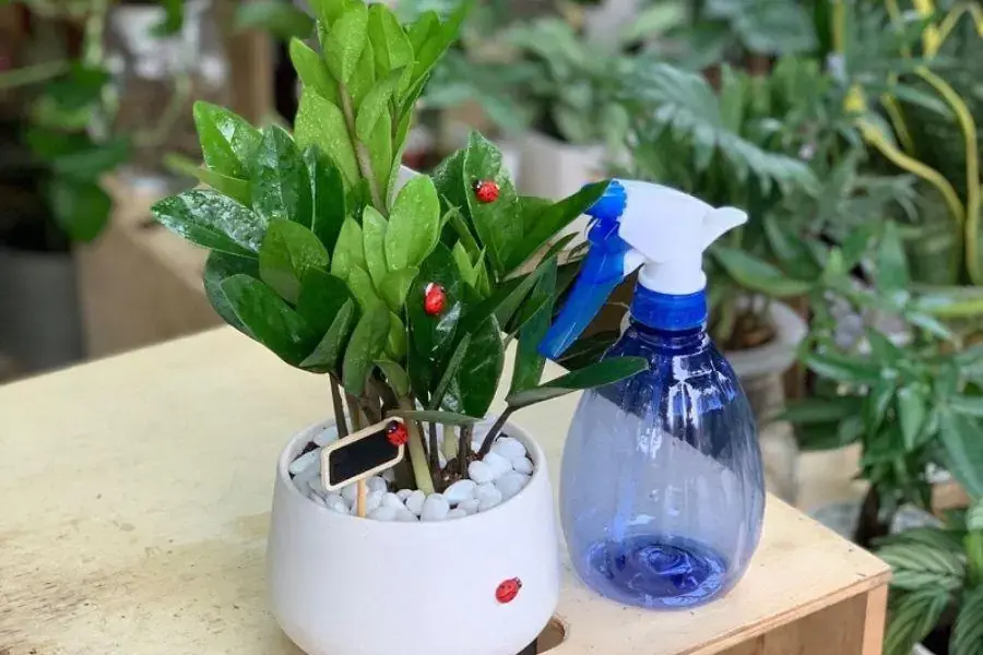 Tưới nước vừa đủ cây Kim Tiền mỗi tuần