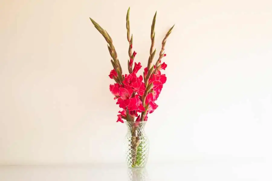 Cắm hoa lay ơn màu đỏ trong bình thủy tinh trong suốt nổi bật.