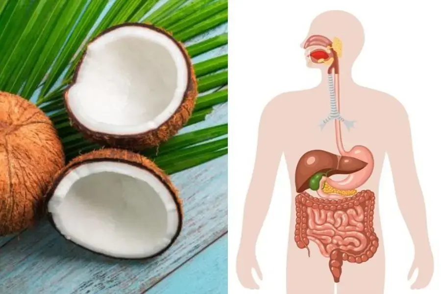 Ăn dừa để có một hệ tiêu hóa khỏe mạnh, phòng tránh nhiều bệnh liên quan.