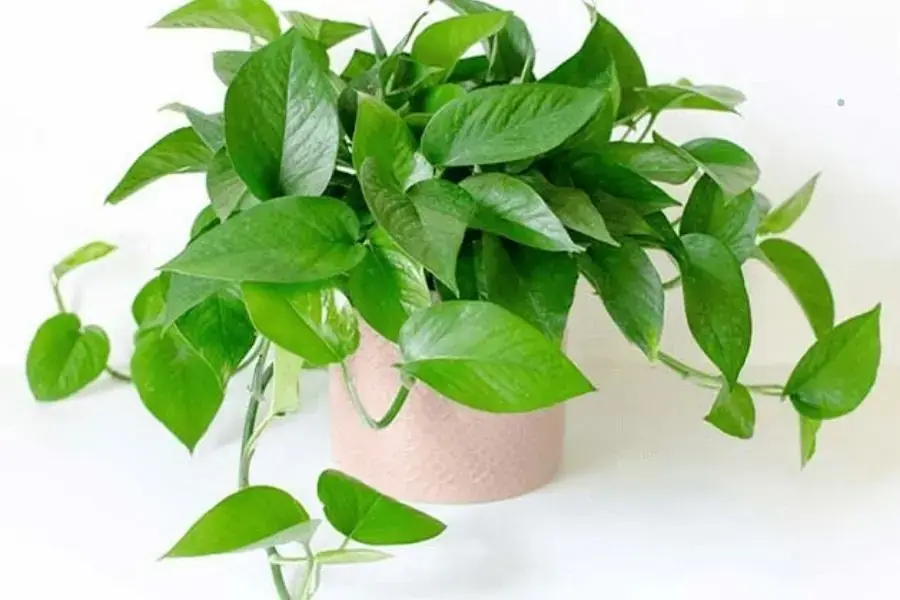 Cây Trầu bà Đế Vương giúp phòng làm việc hanh thông vận khí.
