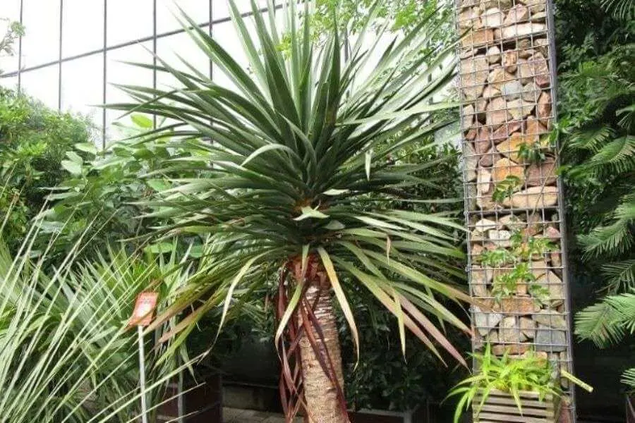 Cây đại lộc