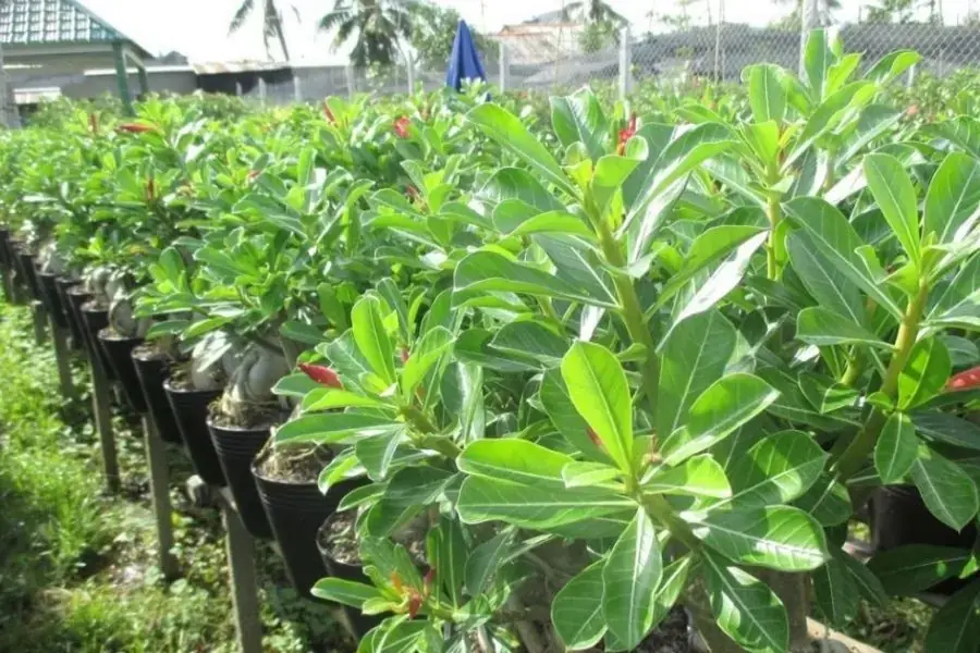 Hình dạng dài của lá cây hoa sứ