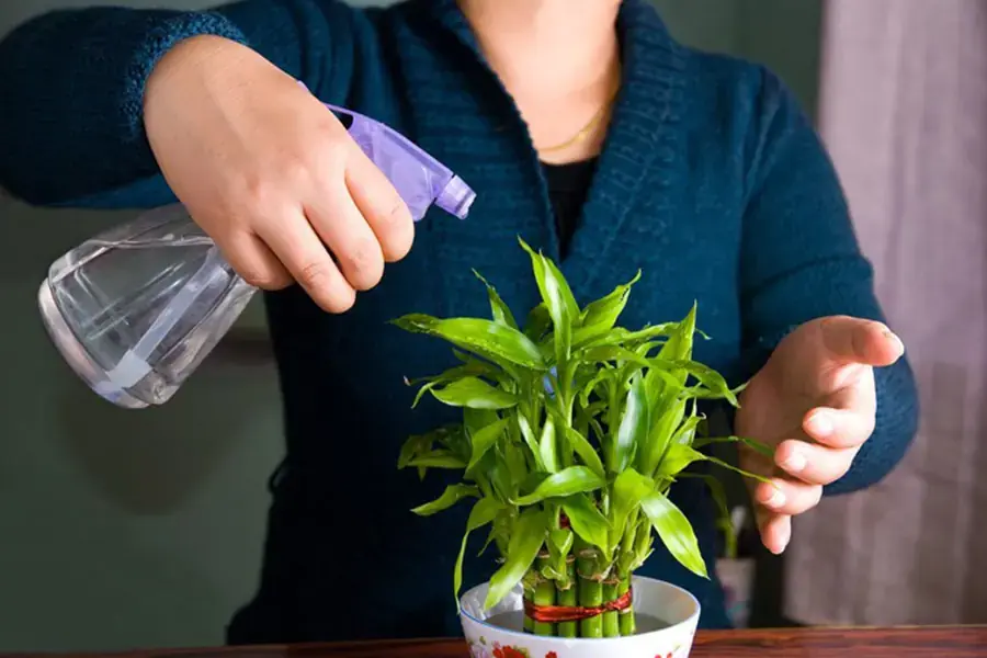 Tưới cây với lượng nước vừa đủ để duy trì độ ẩm.